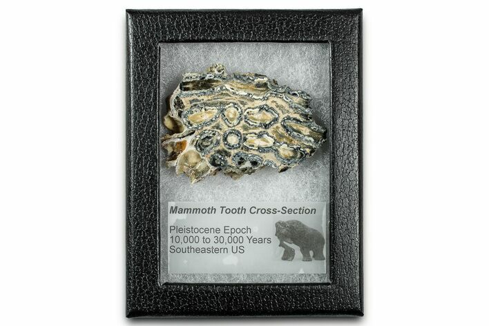 Mammoth Molar Slice With Case - South Carolina #335162